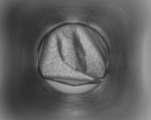 X0000088731175200706282118