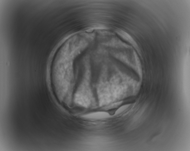 X0000088731243200706282117