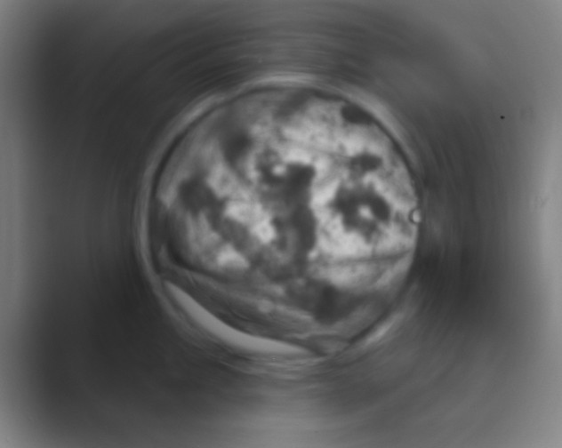 X0000088731245200706282117