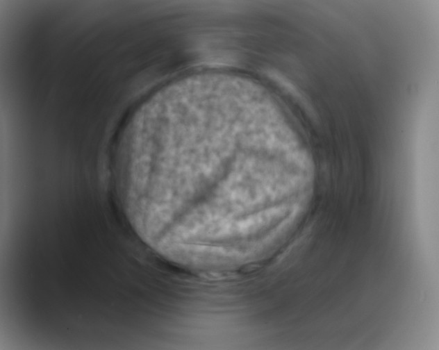 X0000088731266200706282117