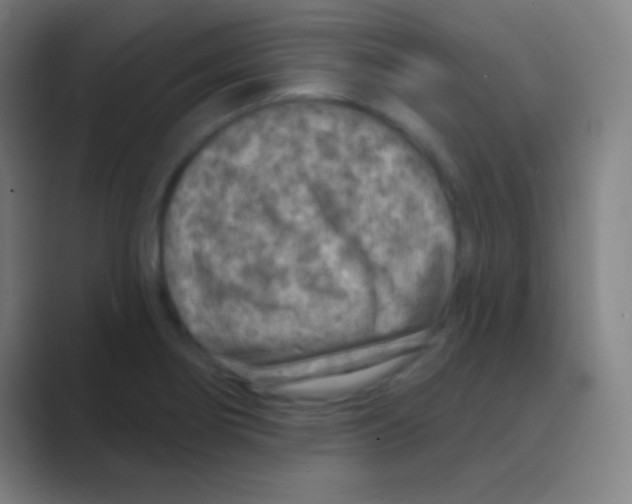 X0000088731274200706282117