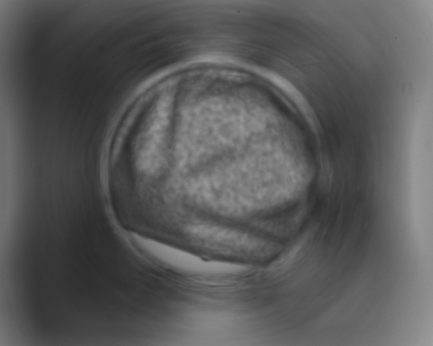 X0000088731295200706282116