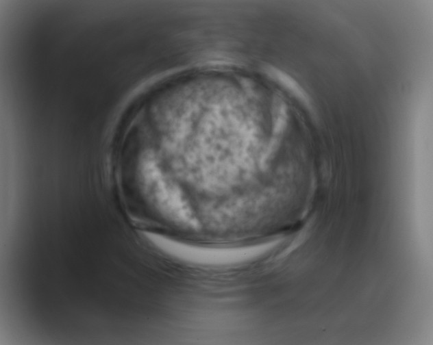 X0000088731310200706282116