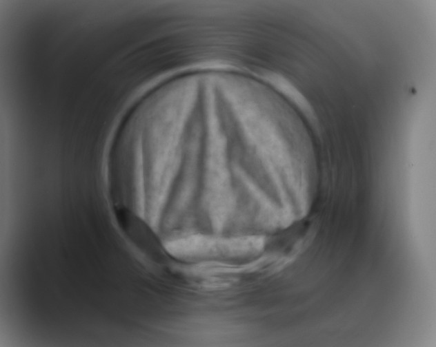 X0000088731380200706282115