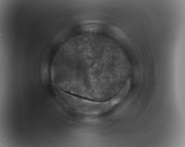 X0000088731394200706282114