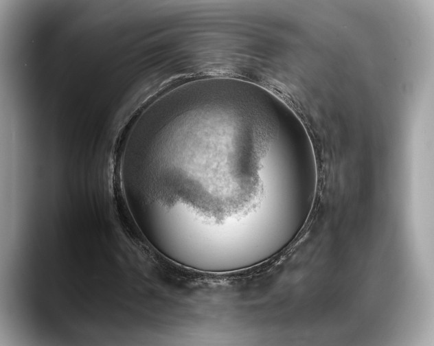 X0000088740194200705311453
