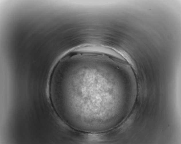 X0000088740904200706071657