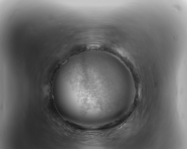 X0000088741445200706071650