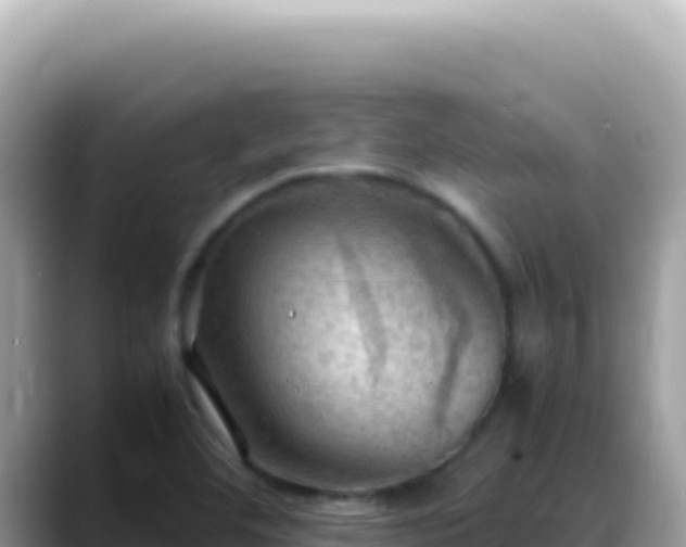 X0000088741460200706071650