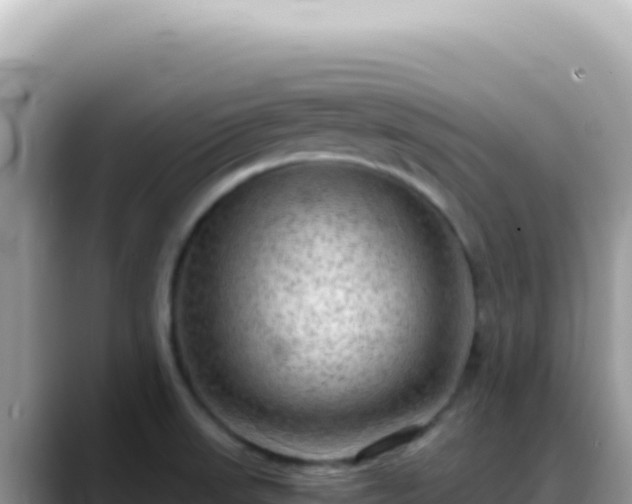 X0000088741523200706071649