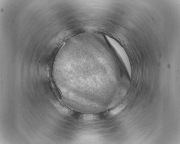 X0000088740766200706141703
