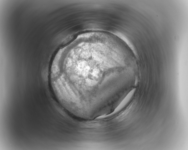X0000088740437200706212059