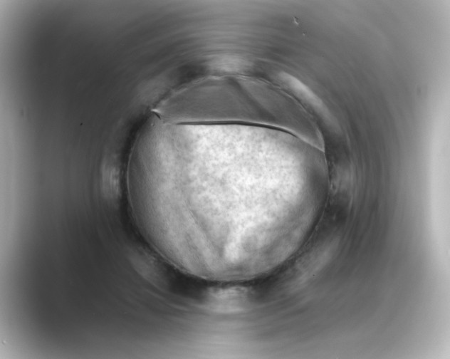 X0000088740452200706212100