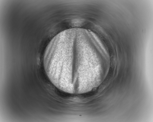 X0000088740655200706212058