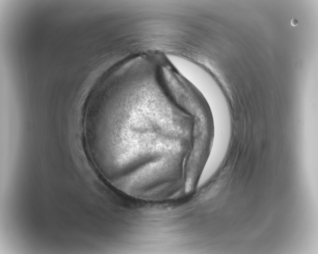 X0000088740673200706212057