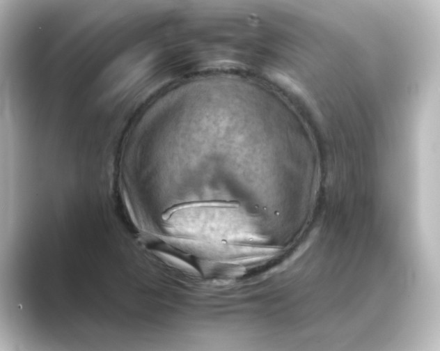 X0000088741313200706212050
