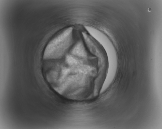 X0000088740673200706282145