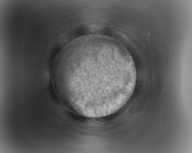 X0000088740703200706282144