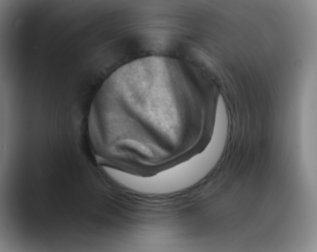 X0000088740750200706282144