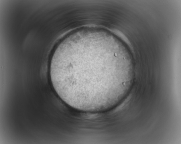 X0000088740831200706282142