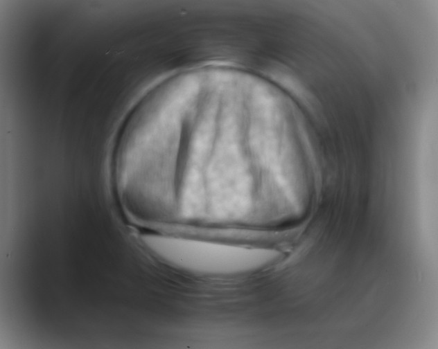 X0000088741423200706282135