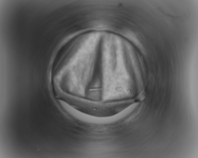 X0000088741424200706282135