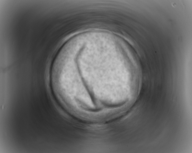 X0000088741523200706282134