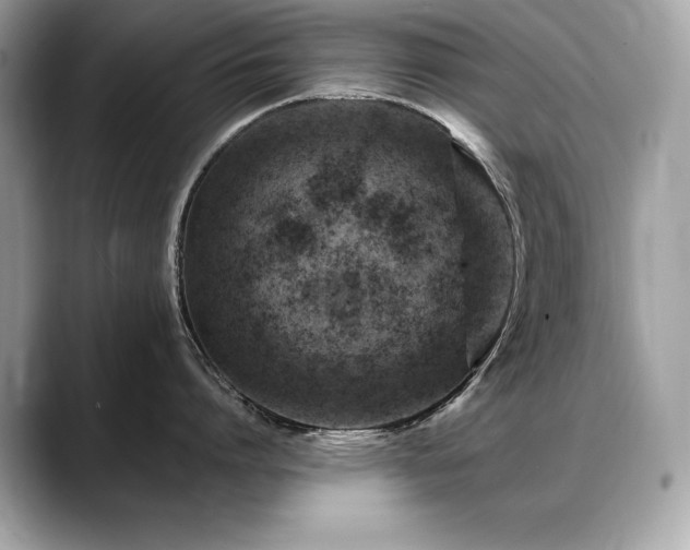 X0000088750864200705311510