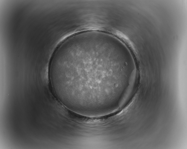 X0000088751174200705311506