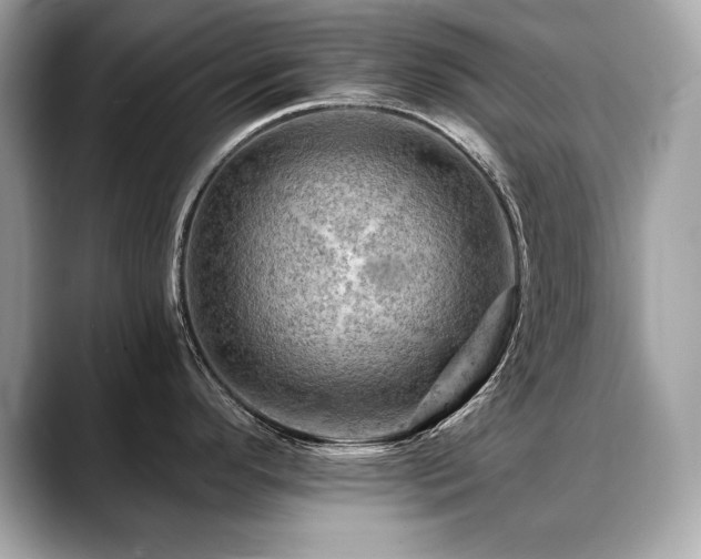 X0000088751296200705311505