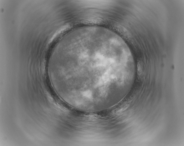 X0000088750396200706141733