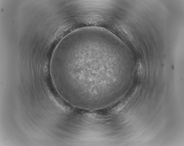 X0000088750408200706141733