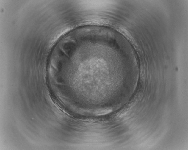 X0000088750434200706141732