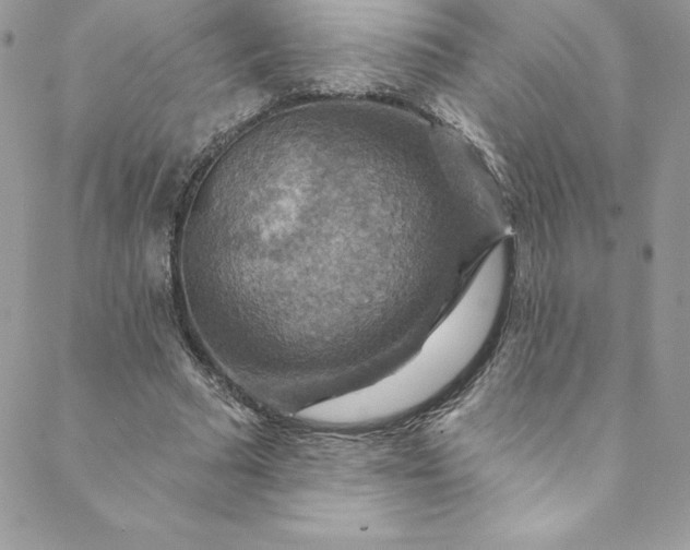 X0000088750681200706141729