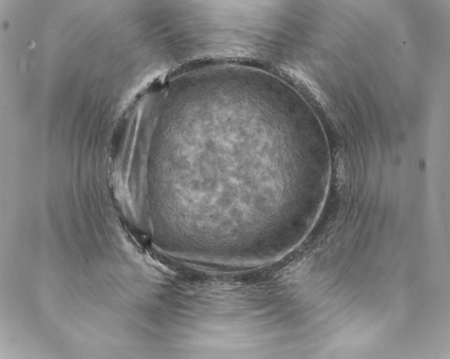 X0000088750684200706141729