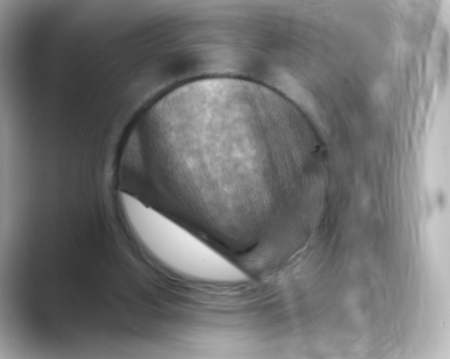 X0000088750156200706212121