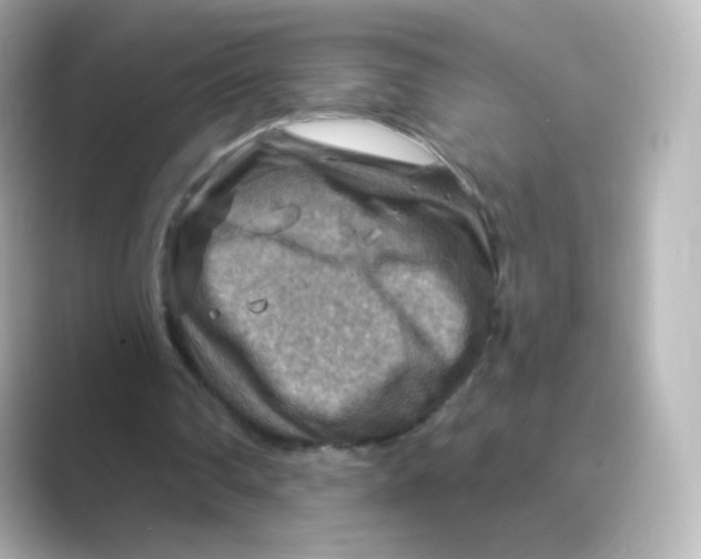 X0000088750290200706212119