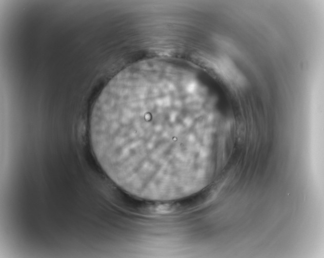 X0000088750365200706212119