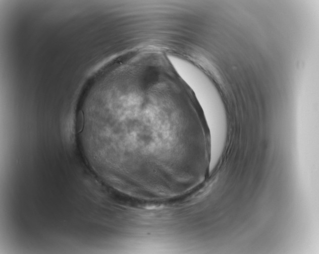 X0000088750388200706212118