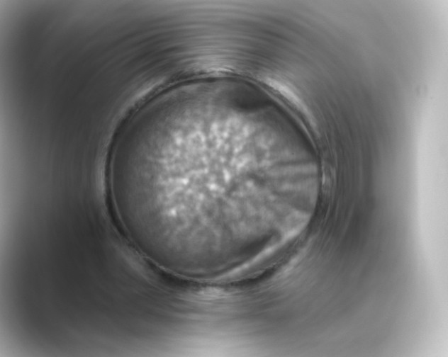 X0000088750390200706212118