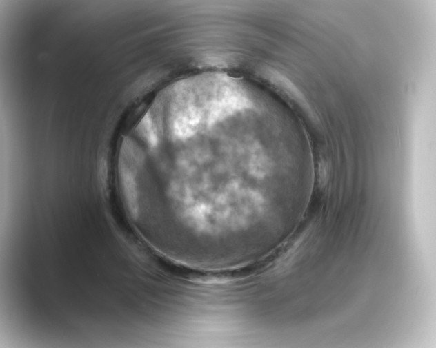 X0000088750444200706212117