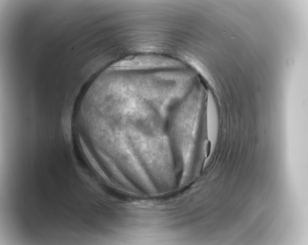 X0000088750482200706212117