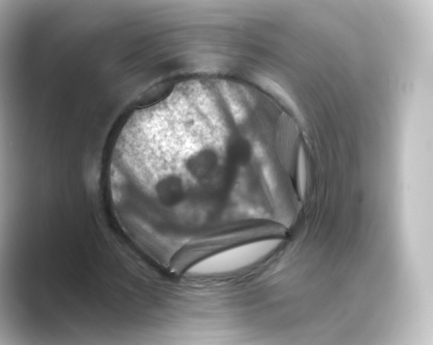 X0000088750483200706212117