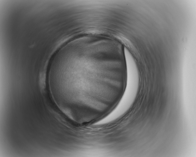 X0000088750484200706212117