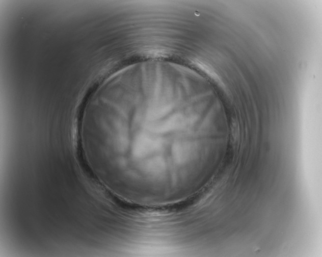 X0000088750494200706212117