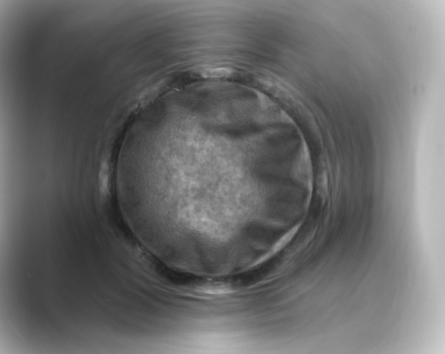 X0000088750604200706212116