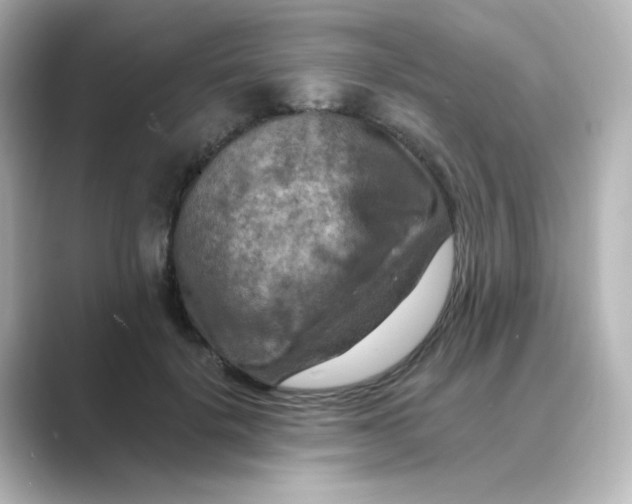 X0000088750652200706212115