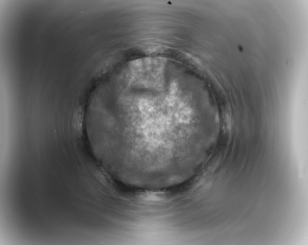 X0000088750664200706212116