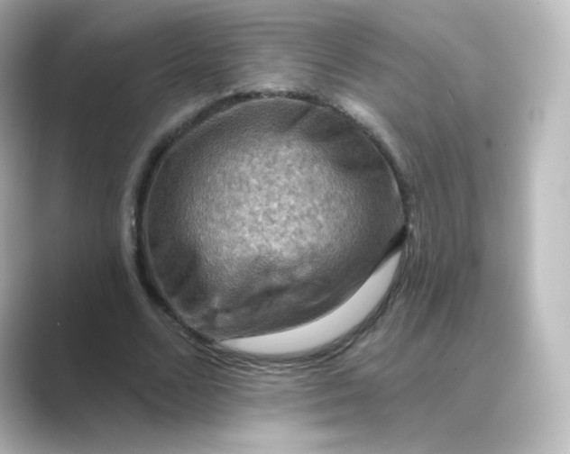 X0000088750680200706212115