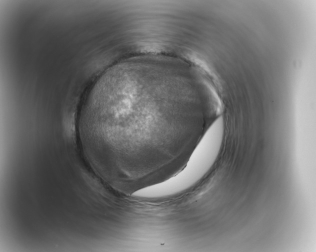 X0000088750681200706212115